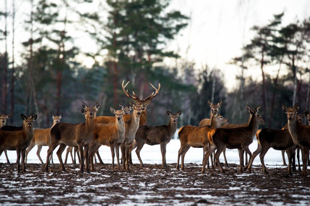 Belarus Weather Report