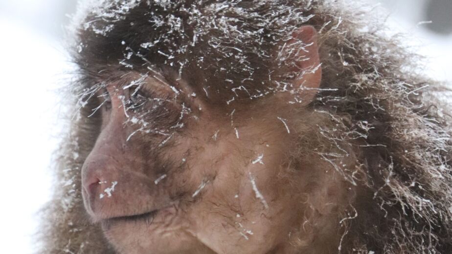 Japanese Macaque Snow Monkey