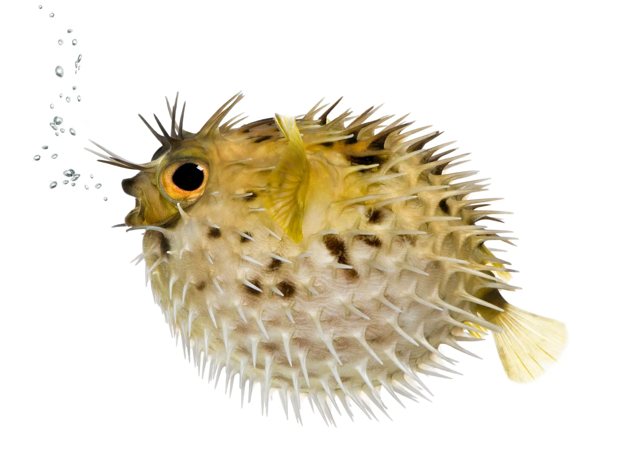 Paul Poison Fish Manjyu Woodman