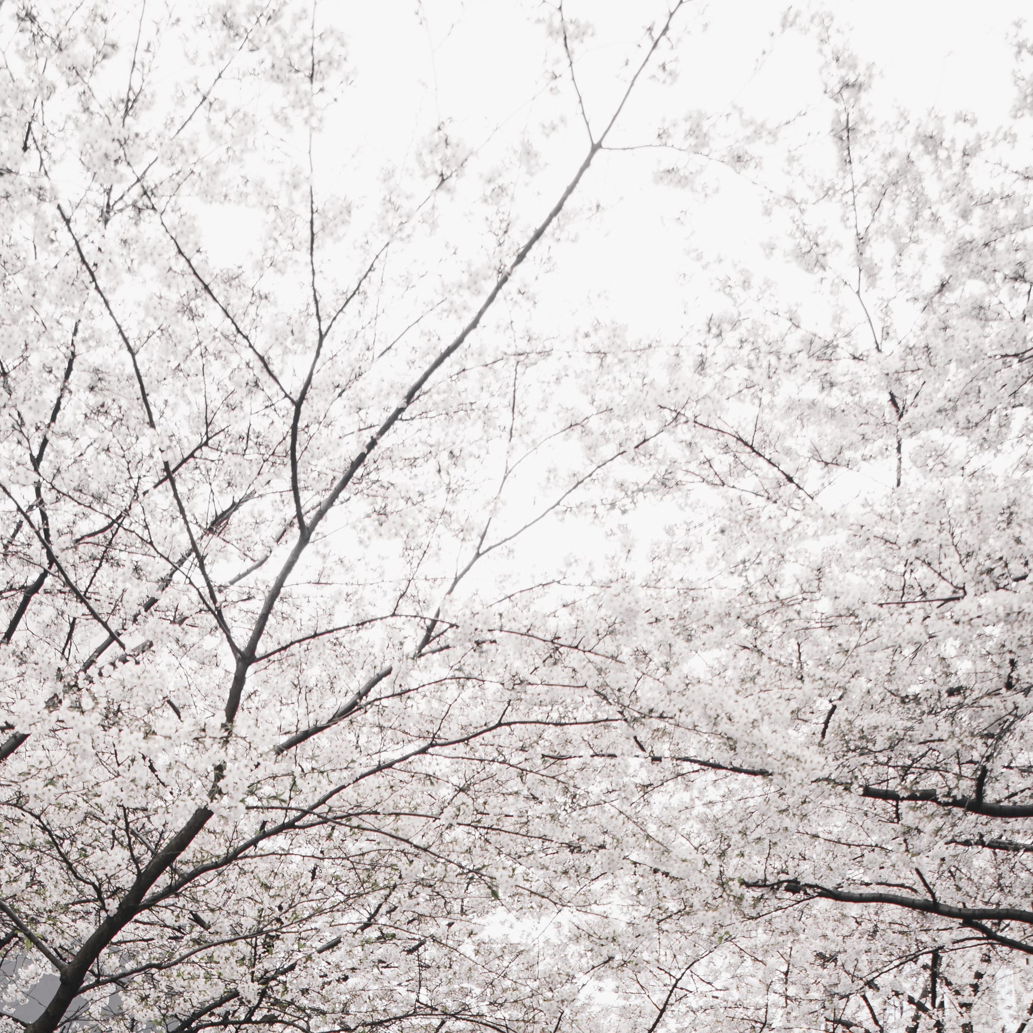 Yamanashi Prefecture Air Quality